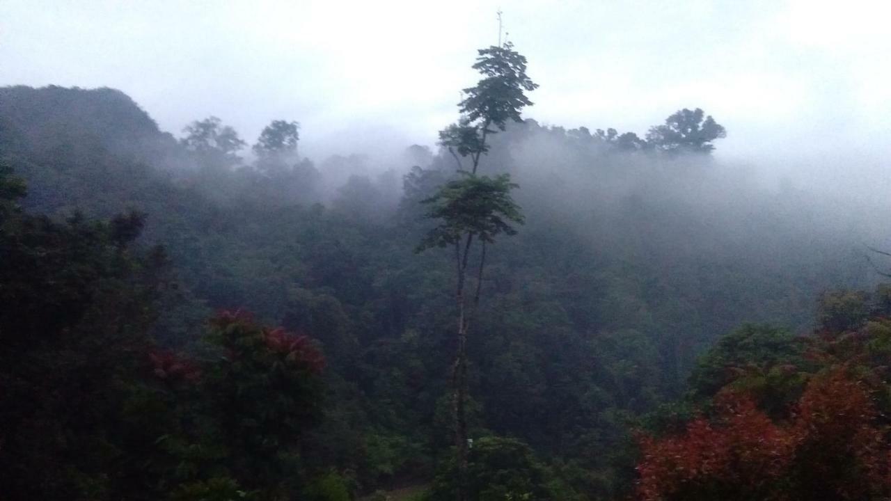 Green Forest Tangkahan Exterior foto