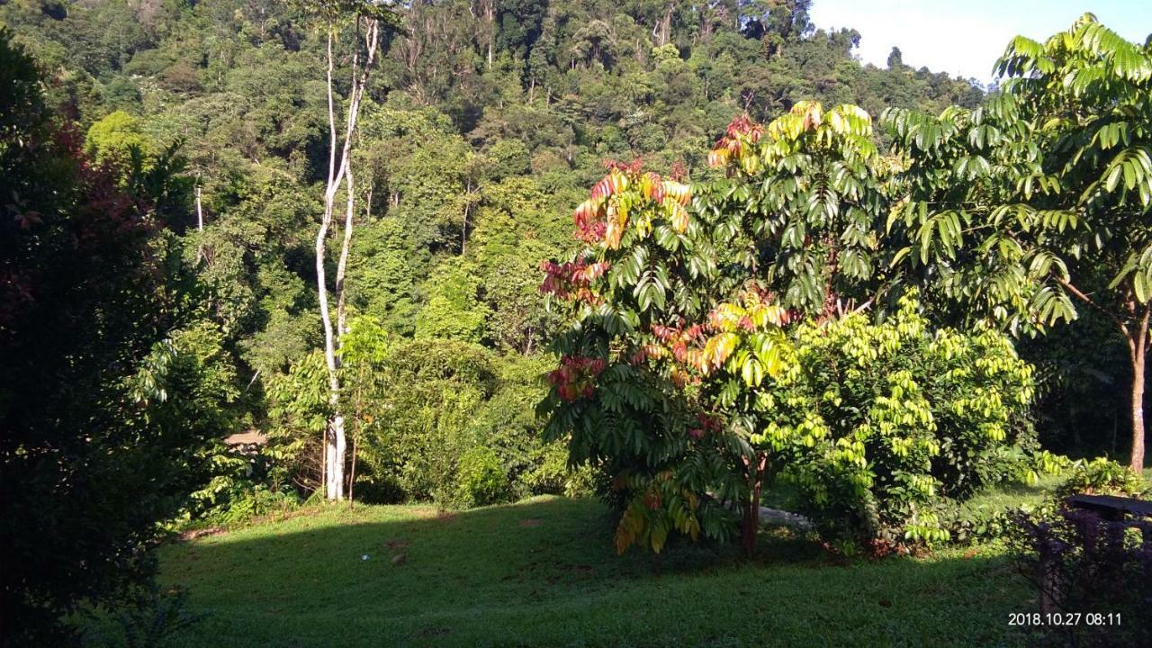 Green Forest Tangkahan Exterior foto